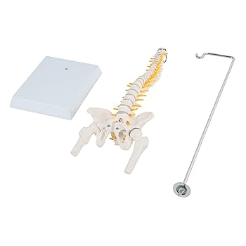 洋書 Spine,Spinal,Cord,And ANS Muscle Spine With Disorders on Hanging Stand CH5900