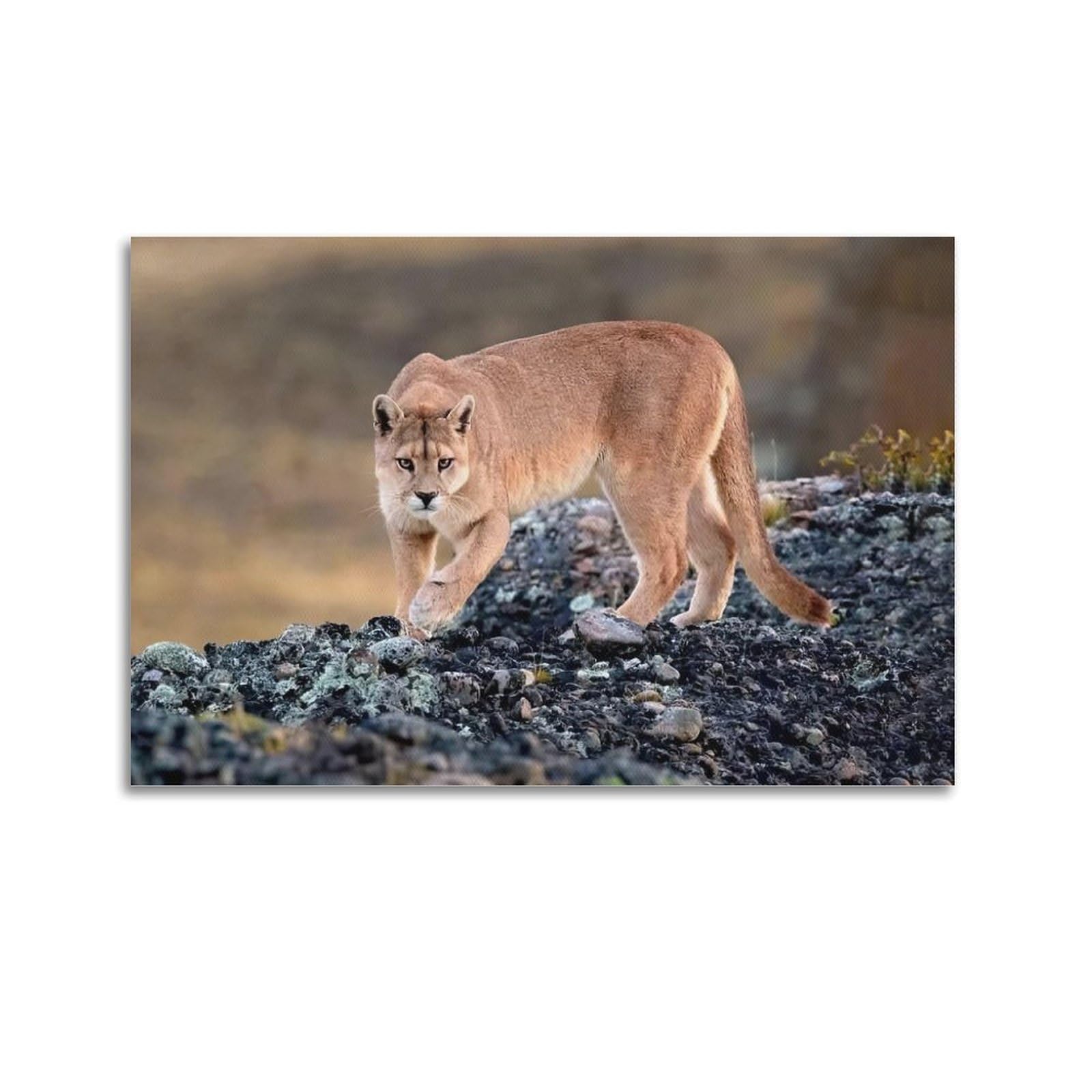 XKUGA Wild Felines Poster Cougar Big Cat Habitat Modern Decorative Canvas Prints - Ideal Wall Art for Family, Man Cave, Game Room, Boys & Girls Bedroom 16x24inch(40x60cm)