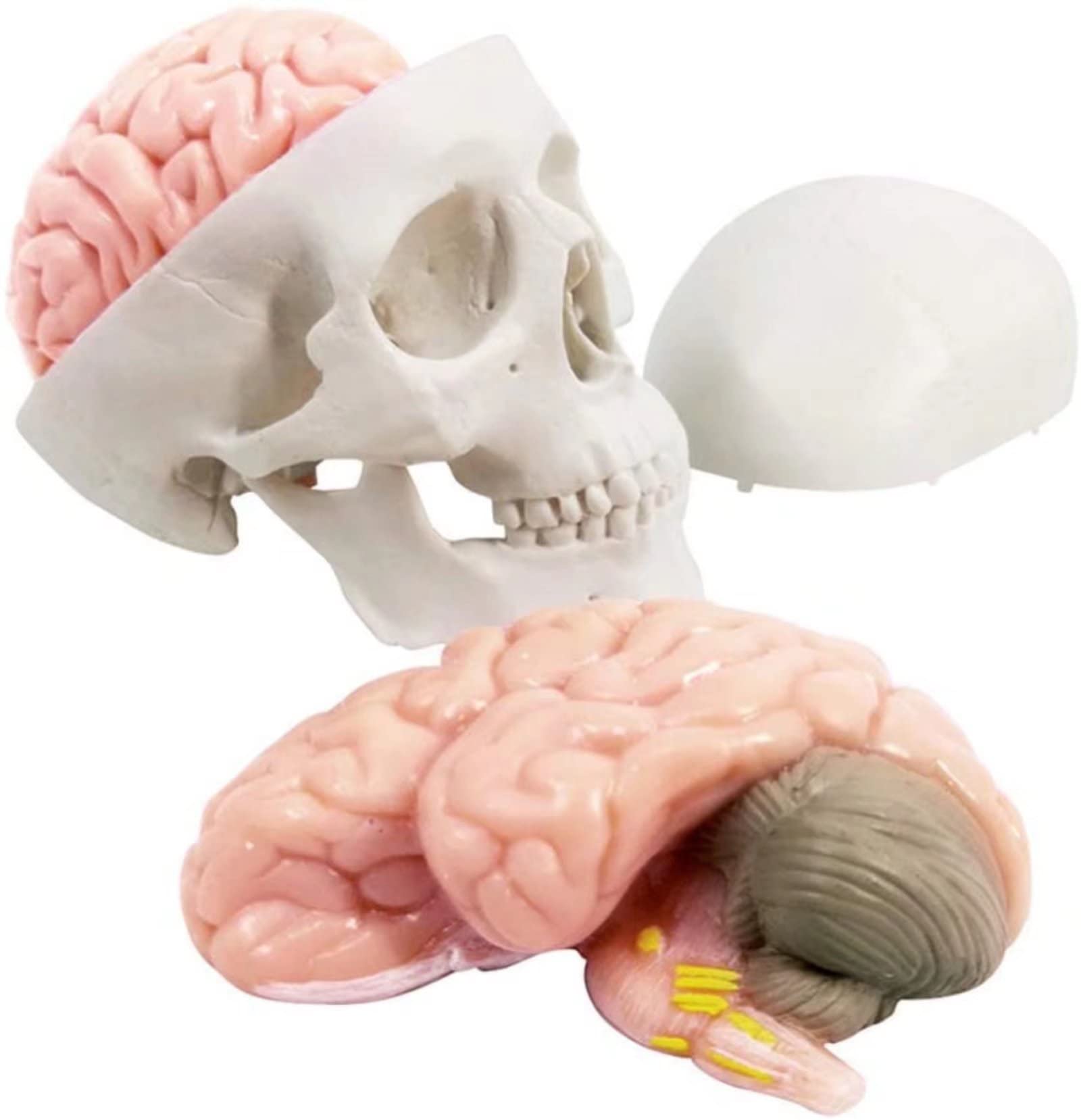 Cranio Umano in Miniatura 3 Pezzi con Cervello in 2 Parti, Modello Educativo per Apprendimento