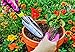 Edward Tools Transplanter Trowel - Bend Proof and Rust Proof Aluminum - Most Comfortable Transplanter with Ergo Handle - Engraved Depth Guide