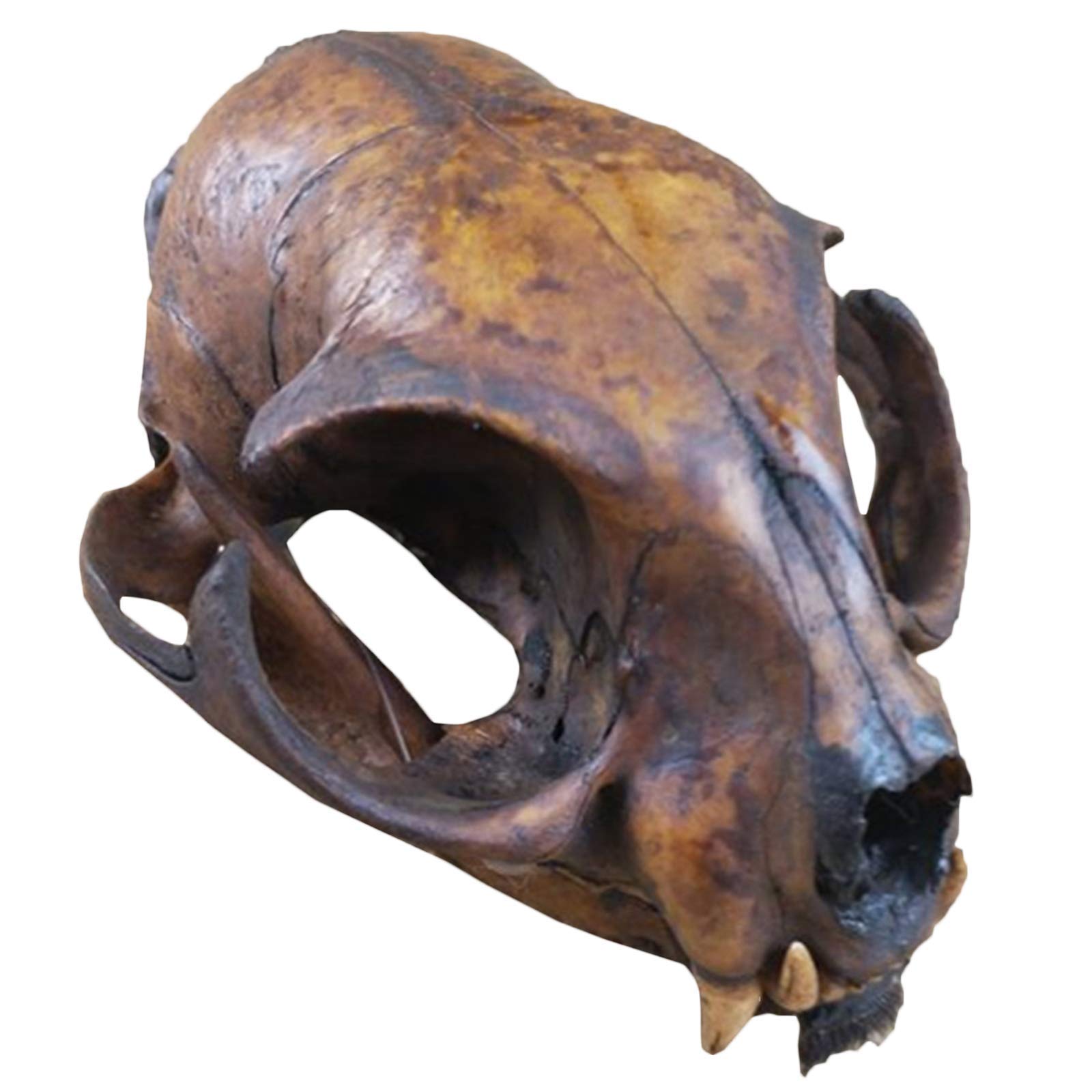 Sjdopulse Real Cat Skull Specimen - Animal Skeleton Model - Cat Skull Taxidermy Supplies Art Bone Vet Medicine 1:1 For Bar Home Decoration Art Collection