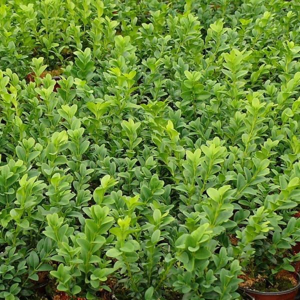 6 Common Box/Buxus Sempervirens 10-20cm Tall Evergreen Hedging Plants in 9cm Pots 3fatpigs®