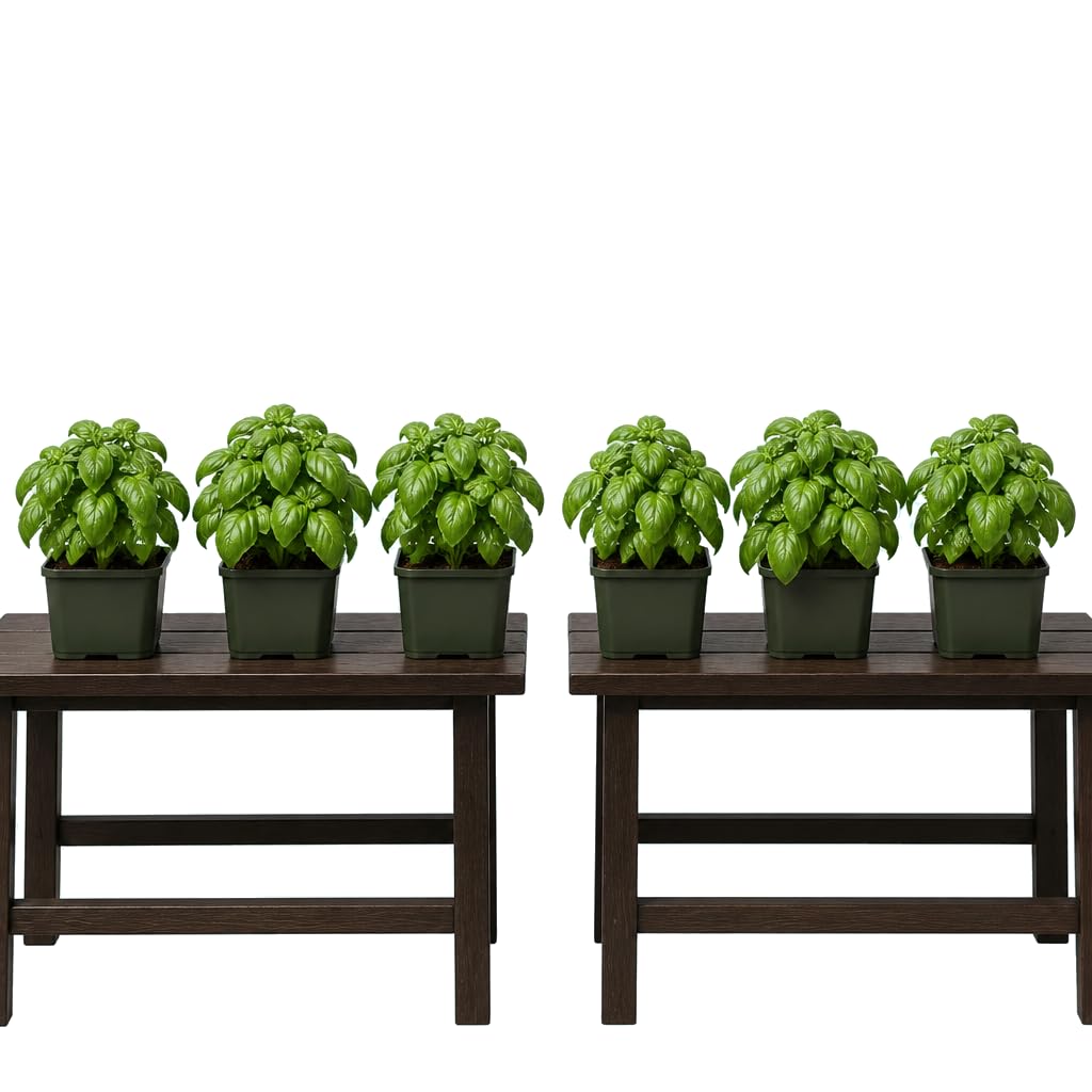 DECOALIVE Ocimum Basilicum Hoja Ancha - Set de 6 Plantas, Albahaca Hoja Ancha, Maceta 12 cm, 25-30 cm de Altura - de Aroma Fresco