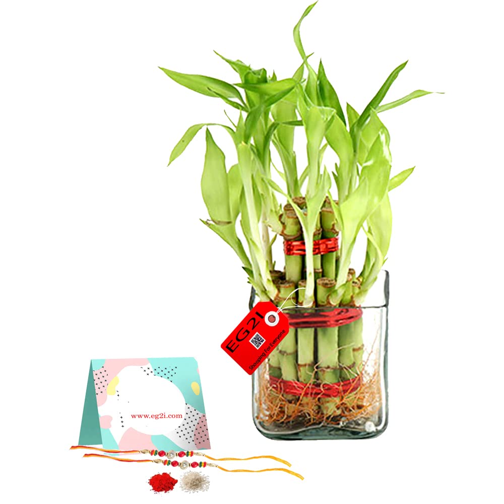 EG2i Plant in a Glass Bowl with Rakhi (Lucky bamboo and Rakhi)-image-14