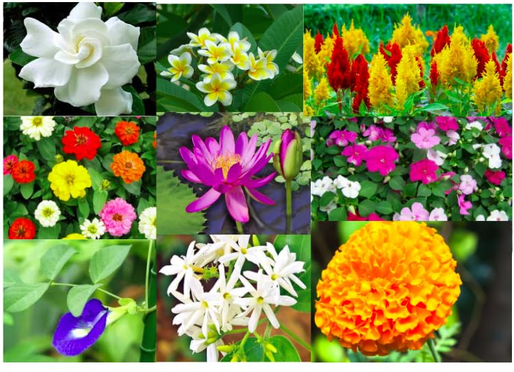 Rainy season flower seeds for ground covers (200 seeds)