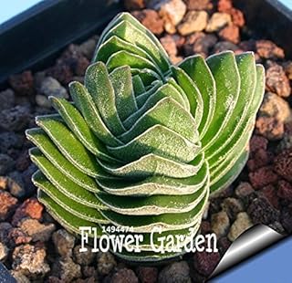 Succulente semi Echinopsis tubiflora, i semi del Cactus, raro Fiore di Cactus, di Circa 10 pc/pacchetto, 5E8E4U