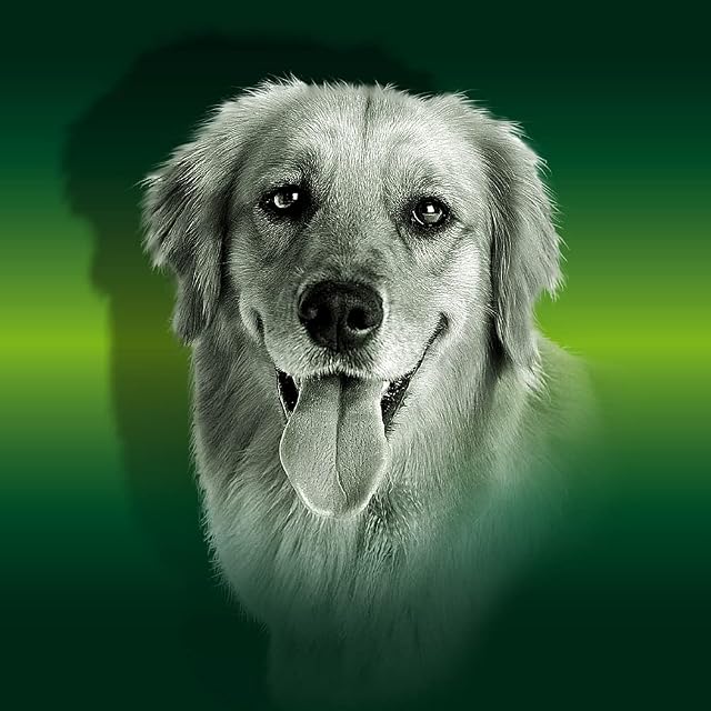 Foto 3 de 6 de Pienso para Perros para Todas Las Razas y tamaños Rico en Pollo Alimento seco para Perros 20 kg Canun Complet…