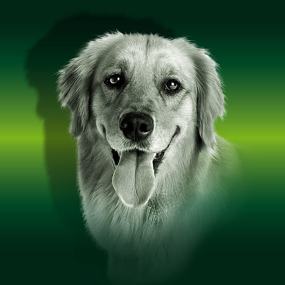 Pienso para Perros para Todas Las Razas y tamaños Rico en Pollo Alimento seco para Perros 20 kg Canun Complet Daily Maintenance
