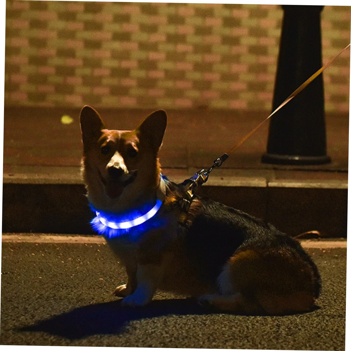 Housoutil 3juegos Collar Led para Perros USB Recargable Luminiscente para Caminatas Nocturnas