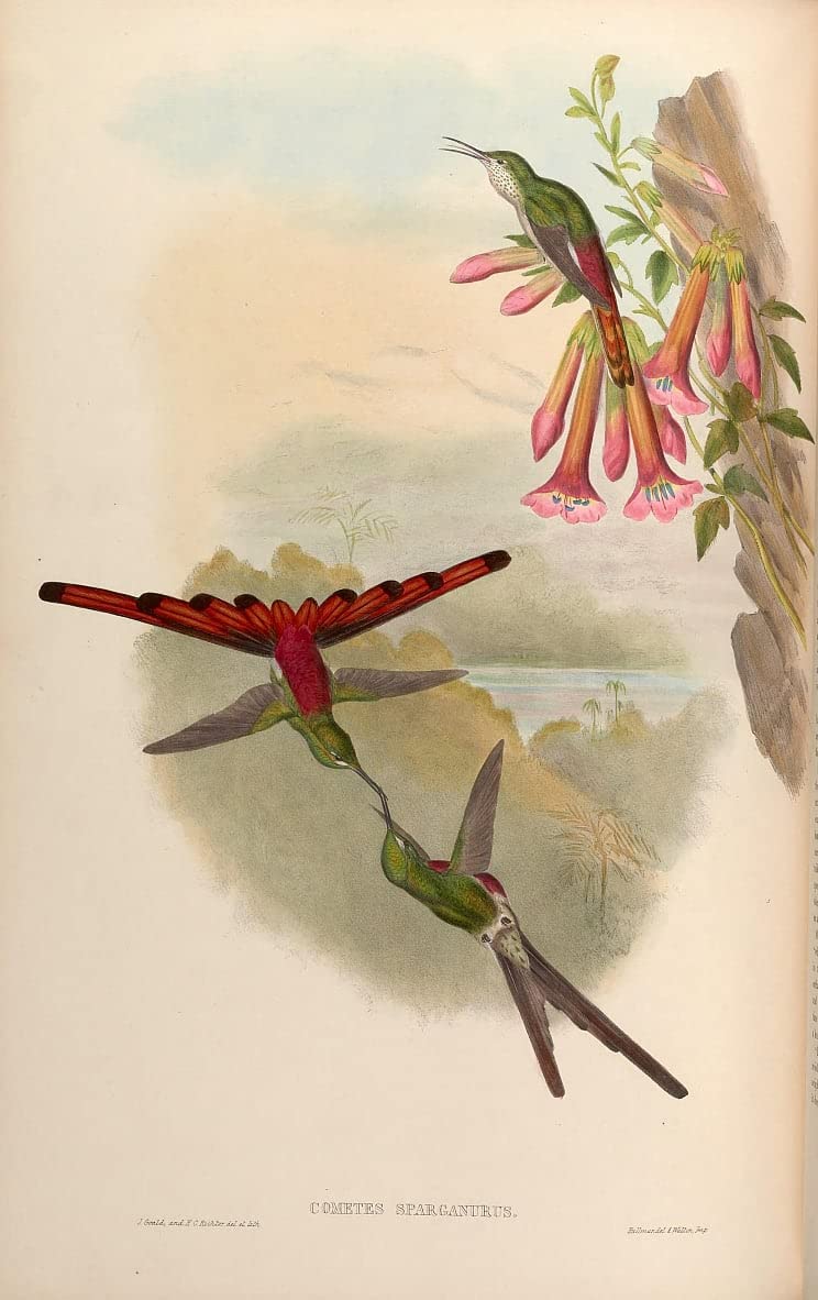 Tableau animal oiseau comètes Sparganurus Sappho John Gould poster 60x90