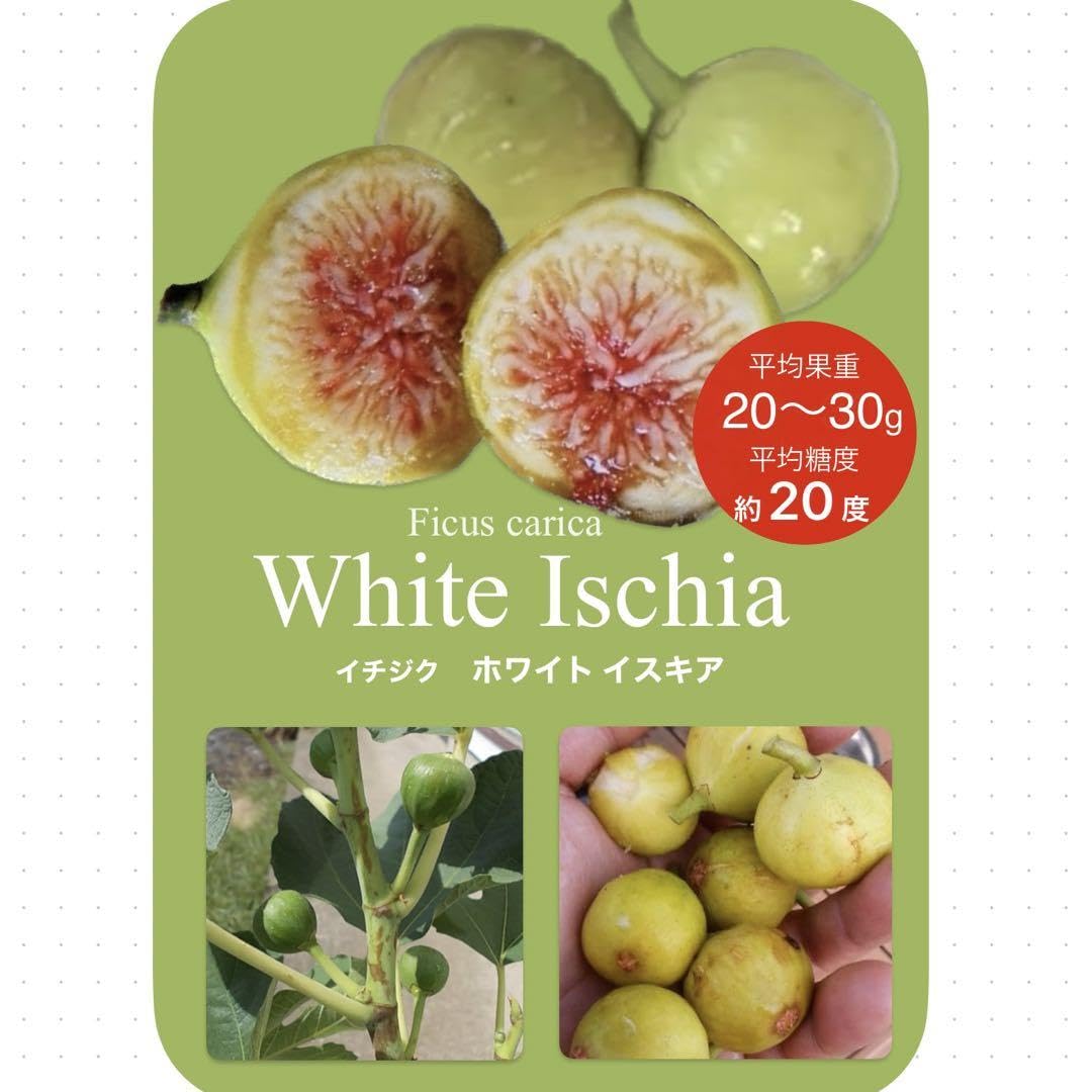 イチジク　苗木 イチジク苗木 「 ホワイトイスキア 」1-116 【公式通販】