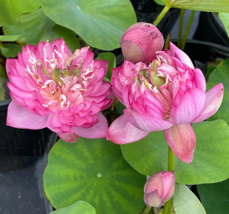 Ruckkuz - Lotus Live plant tubers Code 21 (mangala payum lotus) (B0BCGT46CK) Amazon Price History, Amazon Price Tracker