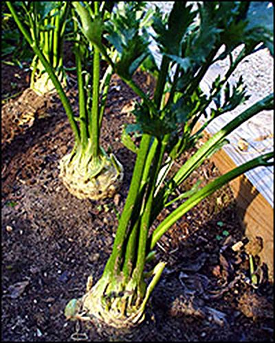 Heirloom Sedano rapa gigante Praga Raíz Apio 1000 Raíces Semillas Hojas Sabrosas