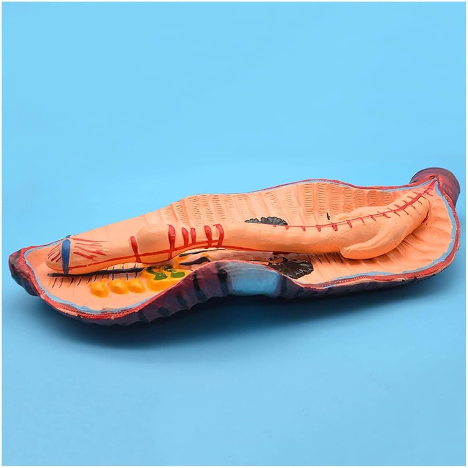 Modelo de anatomía de lombriz de Tierra, Modelo anatómico de invertebrados anélidos, Modelo Educativo for niños, Herramienta for Escuela de Medicina