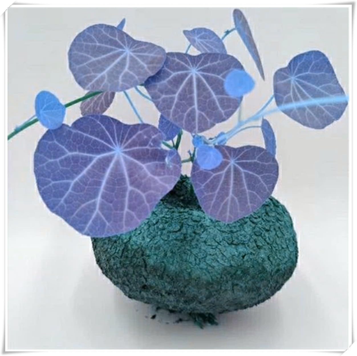 Excellent Display,Flowering Rhizome, Stephania erecta Bulb, Stephania erecta Plant-3 Bulb-I