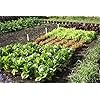 Ladbrooke Authentic Soil Block Maker - Multi 12 Commercial Long Handle, Made in England
