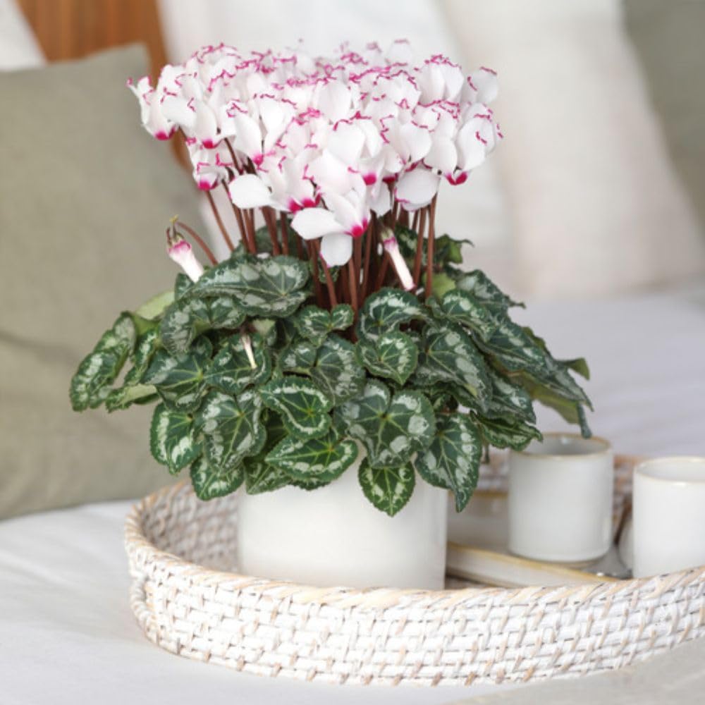 Cyclamen ‘Absolu de Morel’ 2 x 10.5cm Pot Scented Victoria Cyclamen – Half Hardy Perennial Indoor Houseplant – White Flowers with Magenta Edges & Marbled Foliage – by Thompson & Morgan