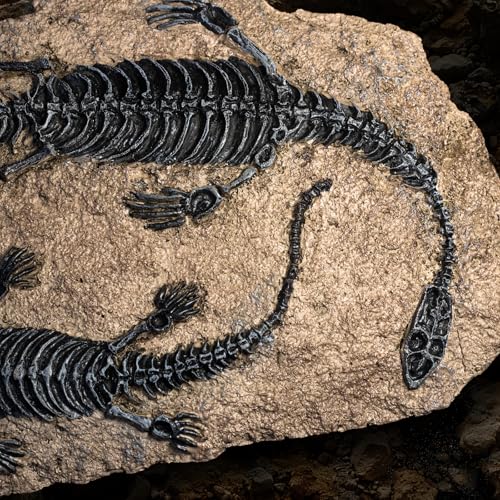 Image of 1st Heaven Resin Dinosaur Fossil Sculpture - Realistic Dinosaur Skeleton for Desk & Wall Display, Prehistoric Jurassic-Era Dino Decor, Unique Gift for Dino Lovers & Home Decor (Plesiosaurus)