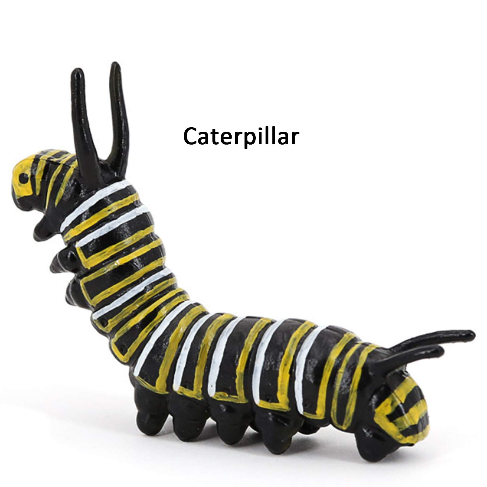 Butterfly Growth Cycle, Animal Growth Cycle Biological Model , Growth