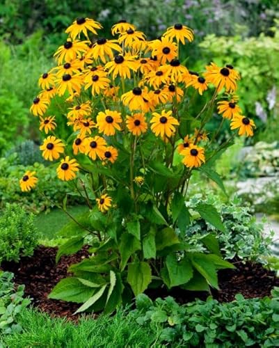 Rudbeckia 'Goldsturm' - 100 Seeds + freebie + Plant tag (Rudbeckia fulgida)