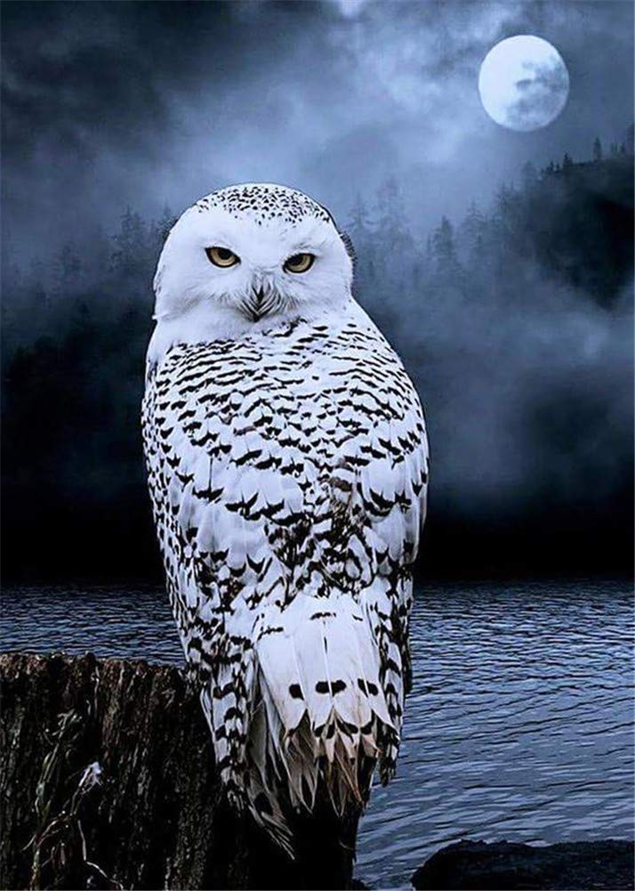 Awesocrafts Green,White New 5D Diamond Painting Kits For Adults Kids, White Owl On Rock Full Drill Diy Diamond Art Crystal Rhinestone Paint By Diamonds Cross Stitch (Owl)