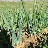 300 piezas semillas de plantas de cebolletas - semillas de hortalizas de invierno Cebollas de primavera cebolla tierna semillas de puerro, plantas exóticas Plantar semillas saladas