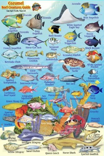 Cozumel Reef Creatures Guide Franko Maps Laminated Fish Card 4"x6"