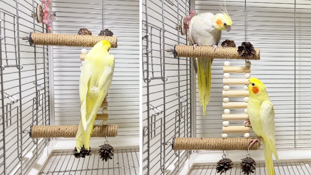 Jevnd Heavy-Duty Wood Bird Ladder Platform, Edible Bird Perches for Cage with Pinecones Chew Toys, Natural Hanging Parrot Perch Bridge, Climbing Play Stand for Parakeet Conure Cockatiel Budgie Quaker - image 6