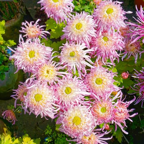 semi di crisantemo, balconi decorazione esotiche vecchie varietà 1500pcs