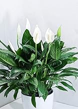 Live Indoor Original Live Peace Lily or Spathiphyllum Plant Air purifier Good luck plant (Pack of 1 Without Pot) KG__6