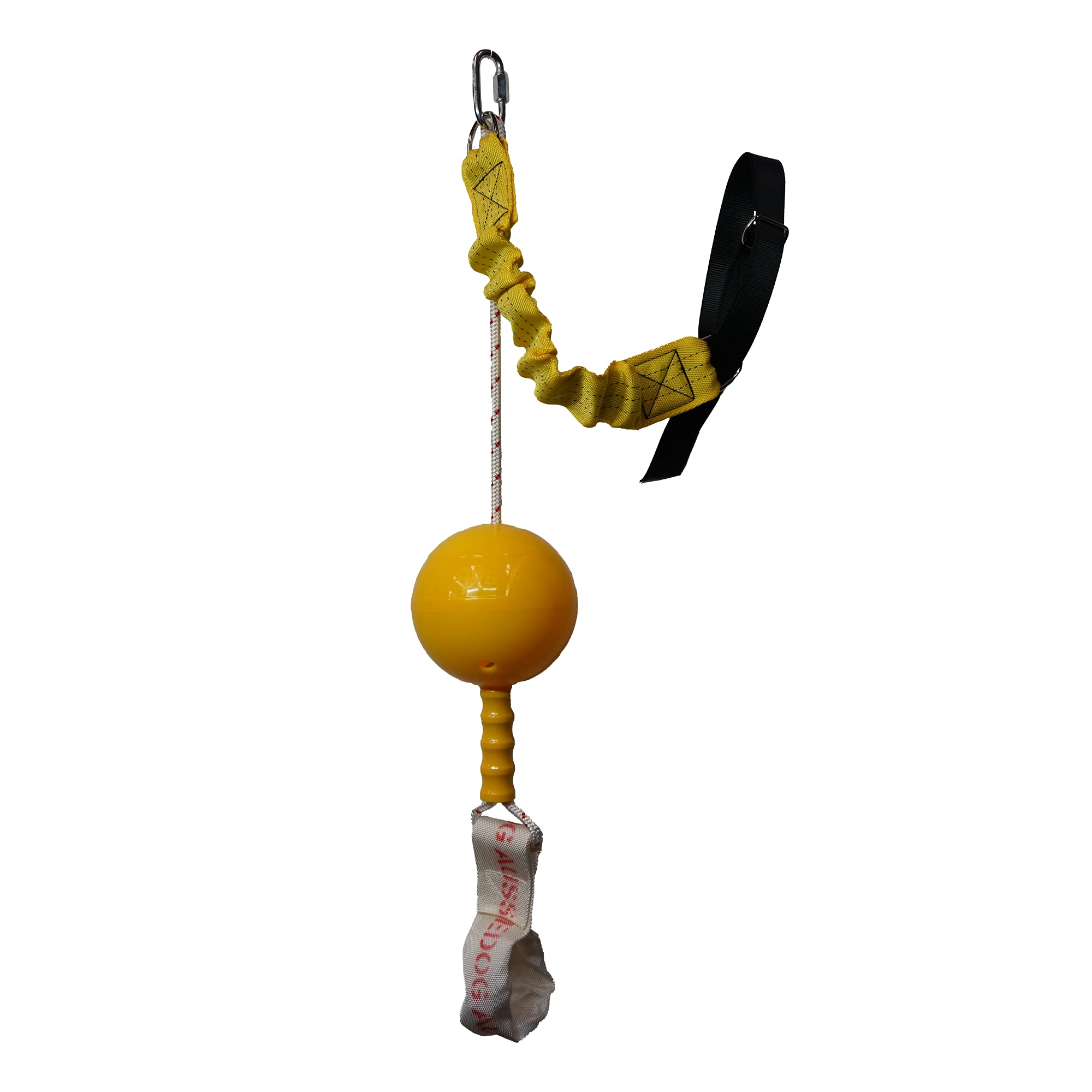 aussie dog home alone large