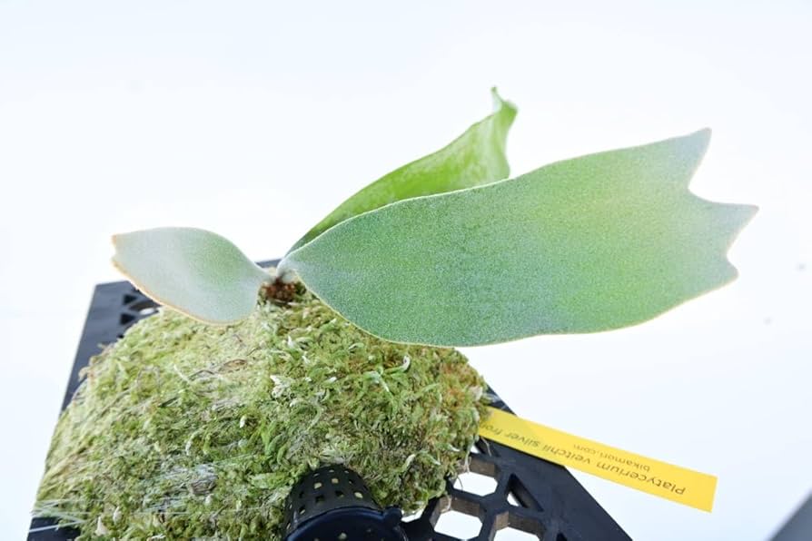 Amazon.co.jp: P.veitchii silver frond @bikamori.com