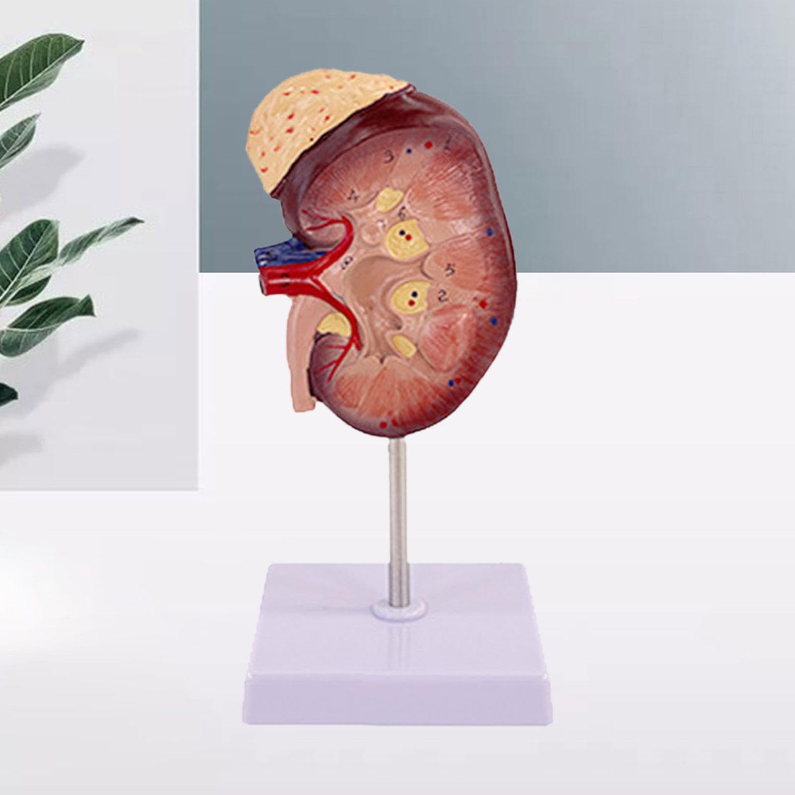 Modello Professionale Umano per L'apprendimento Della Biologia.