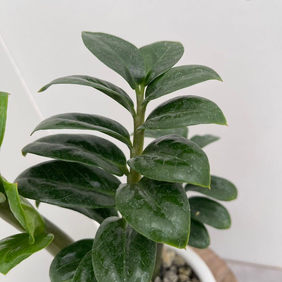 【観葉植物】　ザミオクルカス 受皿付 観葉植物：金銭樹 ザミオクルカス ザミフォーリア 鉢植え*受皿付 富士