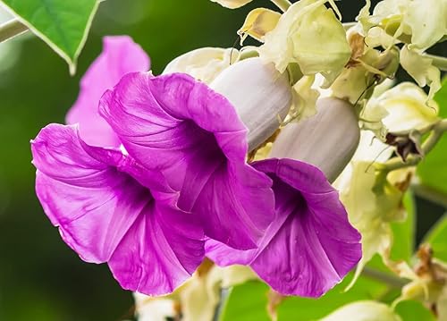 Elephant Creeper Semillas de vid para plantar (100 semillas)