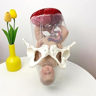 Female Pelvis Childbirth Model - Midwifery Training Model with Baby Pelvis Placenta Umbilical Cord Fetal Membrane for Gynecology Study Display Teaching