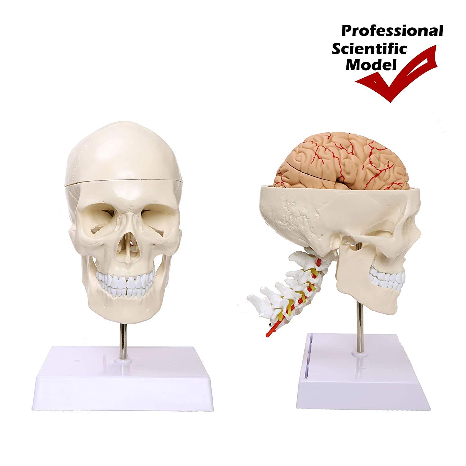 Modelo en tamaño cráneo Humano con la vértebra Cervical, Cerebro, desprendible El casquete del Grado Profesional Cráneo anatómico Manual para la Educación Científica (Incluido)