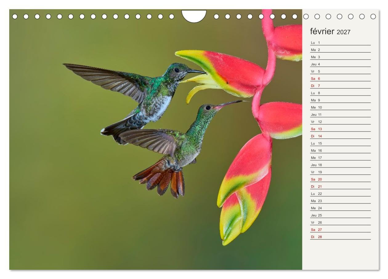 Colibris - éclats de nature (Calendrier mural 2027 DIN A4 vertical), CALVENDO calendrier mensuel: Joyaux de la forêt tropicale