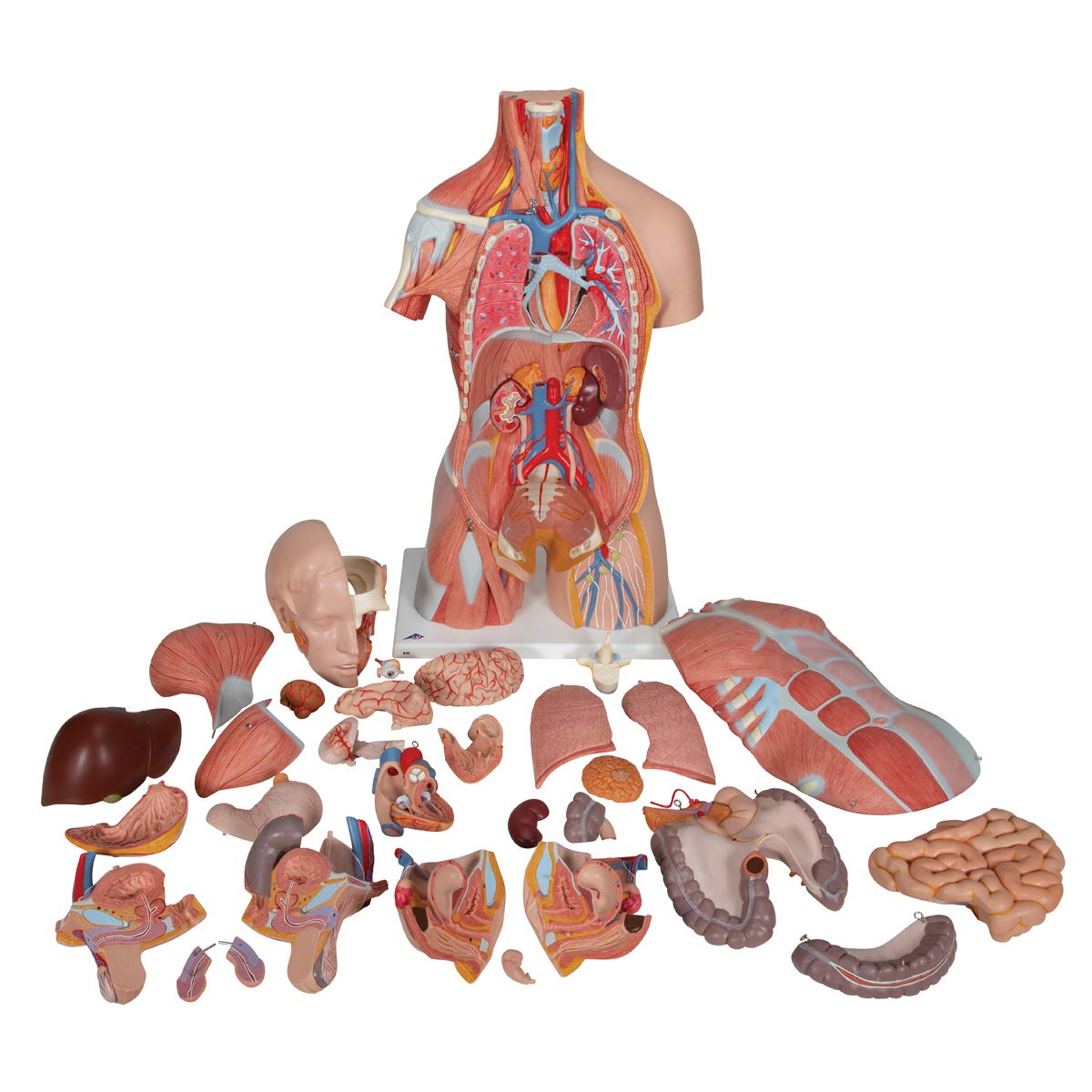 3B Scientific B40 Modelo de anatomía humana Torso de Lujo Con Músculos, 31 Partes + software de anatomía gratuito - 3B Smart Anatomy