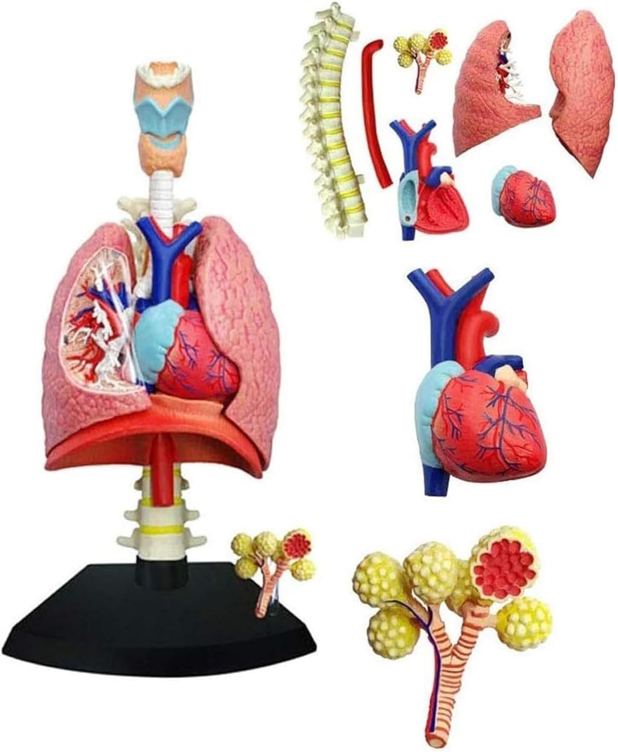 AGRUOPNC 4D Respiratory System Lung Model of 21 Detachable Parts Medical Teaching, Human Heart and Lungs Model, Lung Anatomical Model
