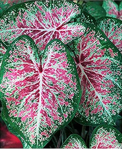 Pink Cloud Caladium Bulbs - Bare Root Bulb - Soft Pink and Green Foliage - Hardy in Zones 9-11 - Perfect for Shaded Gardens and Containers
