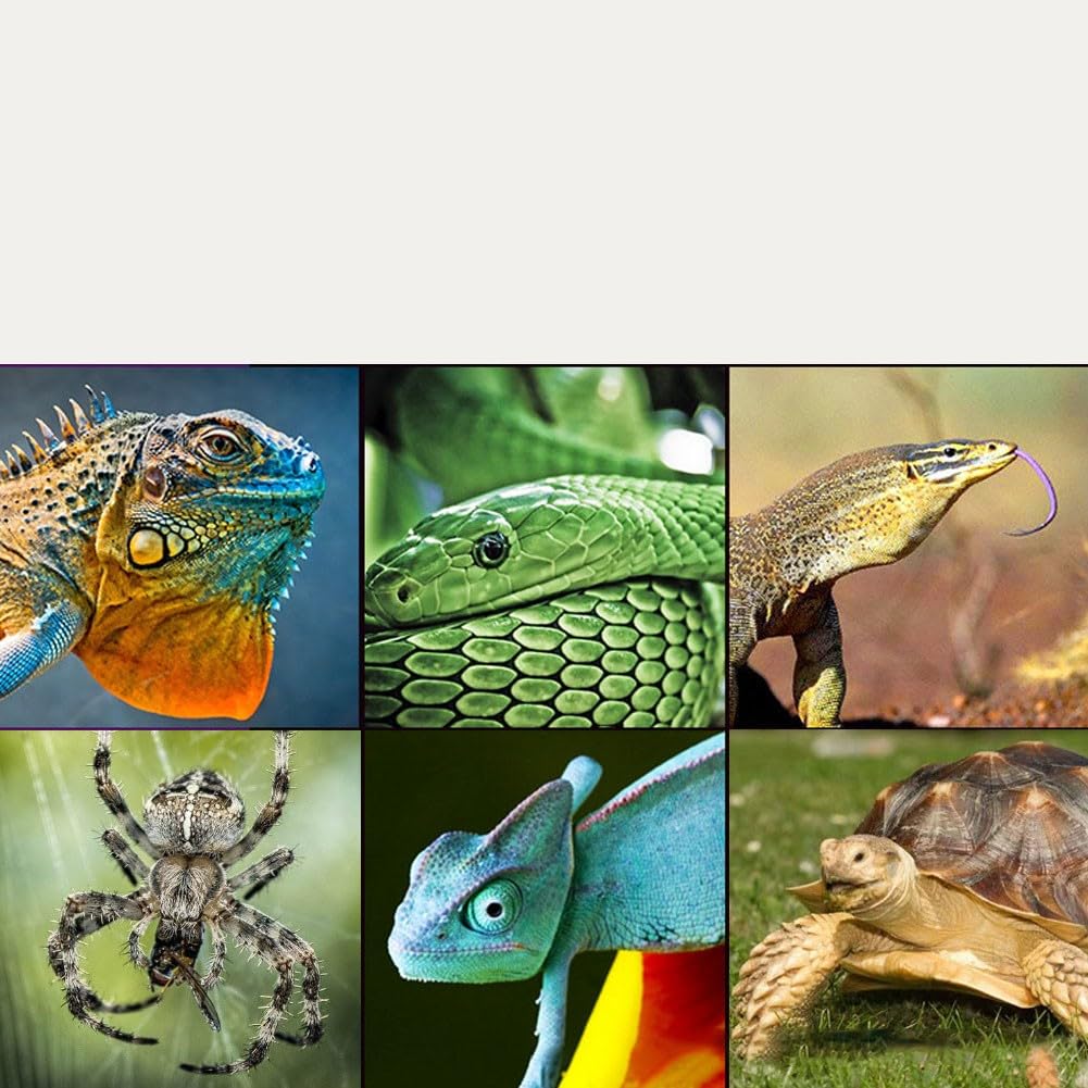 Medidor de luz digital UVC con pantalla LCD, medidor de radiación espectral para lámparas de reptiles, rango de medición 0 – 1999 µW/cm², rango de respuesta 220 – 280 nm, diseño compacto para