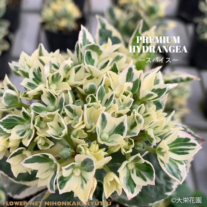 紫陽花　美品 Amazon.co.jp: アジサイ カラフルランジア スパイスno.1 9cmポット