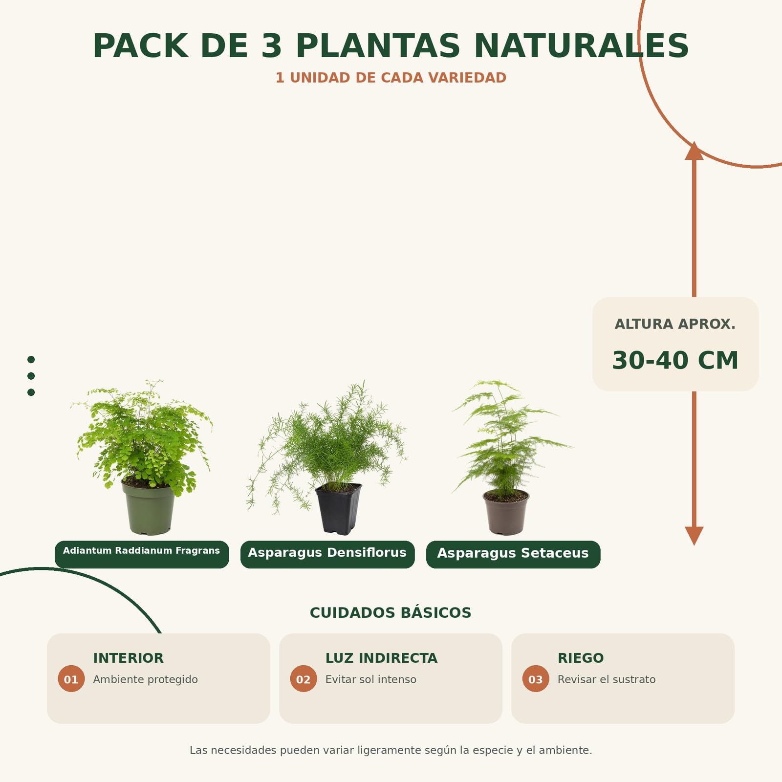 DECOALIVE 3 Plantas Naturales para Aficionados a las Plantas