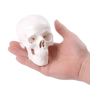 頭蓋骨模型 プラスチック製 約25cm ホワイト 頭蓋骨の解剖模型