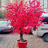 bonsai de cerezo japones peru 10 unids rojo japonÃs flores de cerezo planta patio jardín bonsai árbol pequeño sakura árbol en maceta plantas para la plantación de jardín en casa