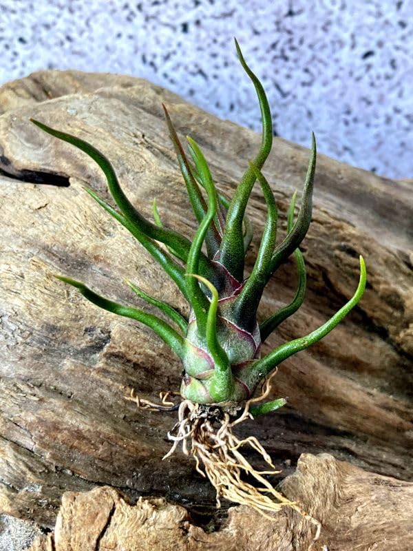 Amazon.co.jp: Frontier Plants現品チランジアブルボーサ