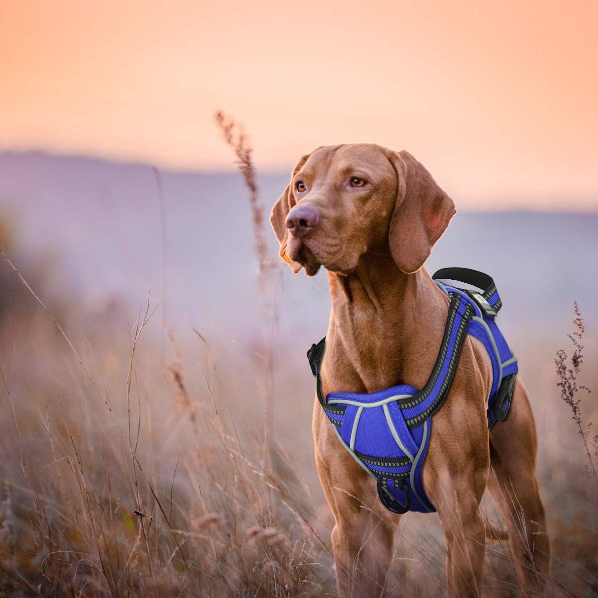 vizsla no pull harness