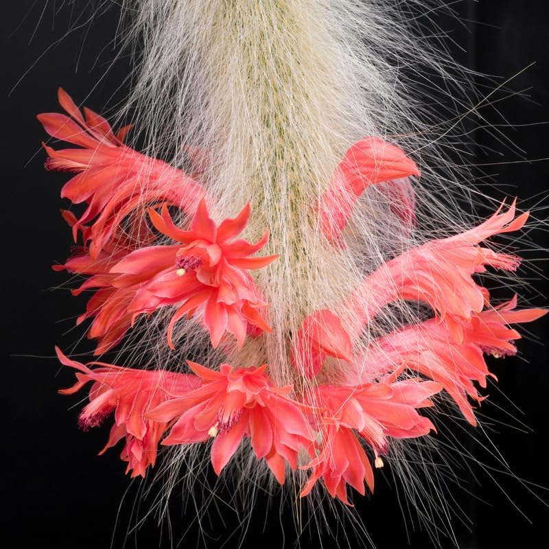 Miniatura 2 de Monkey Tail Cactus - Planta viva de 2 pulgadas, maceta de cola de mono, plantas suculentas en maceta viva