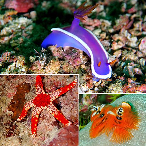 Kit de Filtros para Caixa Estanque GoPro Hero 5 6 7 Black - Shoot